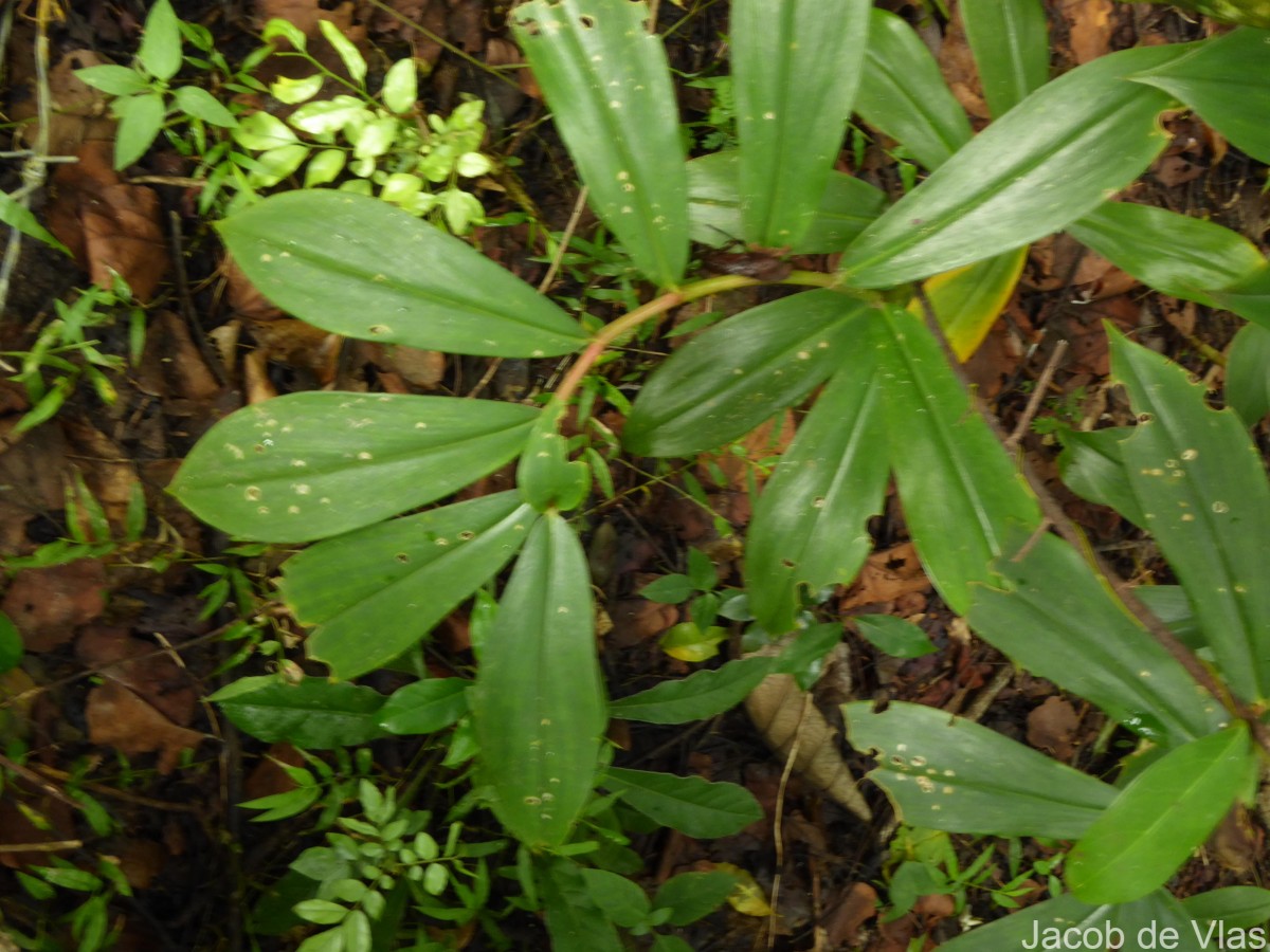 Hellenia speciosa (J.Koenig) S.R.Dutta